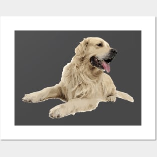 Golden Retriever Posters and Art